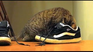 Mean Kitty EATS SHOES!