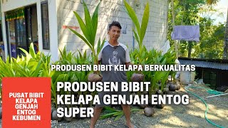 Bibit Genjah Entog Super Asli Kebumen Harga sesuai dengan Kualitas