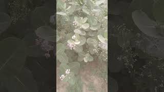 phool Bala paed#karan vlog #