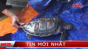⚡ Tin mới nhất | Bắt được rùa biển nặng 7kg
