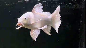 Một em cá chép phi tần cửu cáp đẹp, chuẩn - Beautiful Taiwan butterfly carp