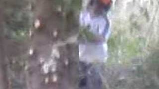 felling two trees at once