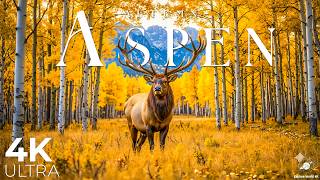 🍂Aspen Autumn 4K – Breathtaking Fall Colors in Colorado | Peaceful Relaxing Music🍂