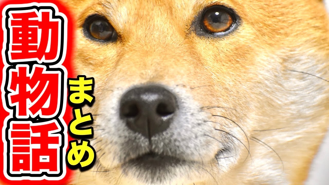 【一気見】柴犬の動物トーク