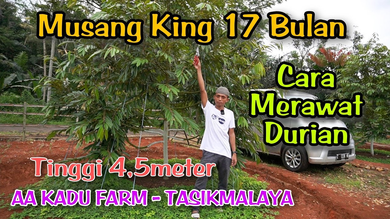 Cara Merawat Durian Musang King Usia 17 Bulan Tinggi 4.5 meter - AA Kadu Farm Tasikmalaya