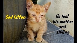 Sad Kitten Lost Its Mother And Siblings