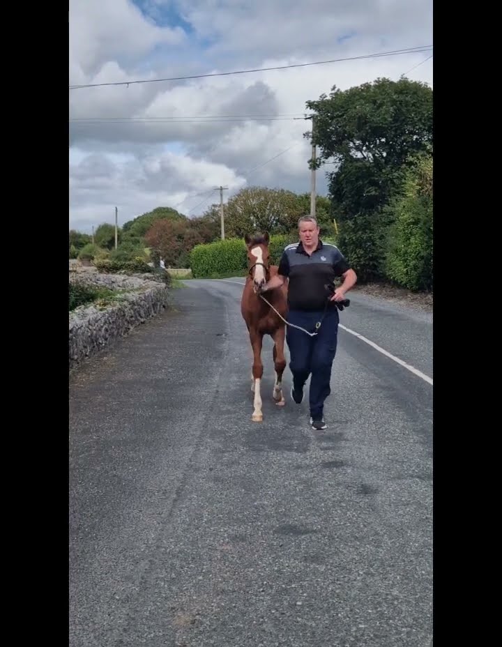 Fast and Furious Second Life Z x Conticco Foal - Image 2