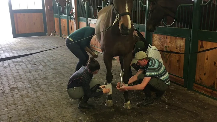 Grooming With Emma Ford In Aiken - Windurra Horses