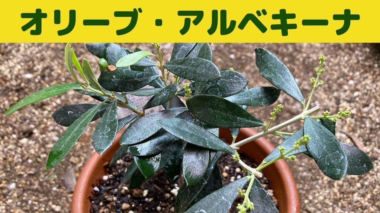 オリーブ・アルベキーナの植え替え/小さなアルベキーナに蕾が付きまし