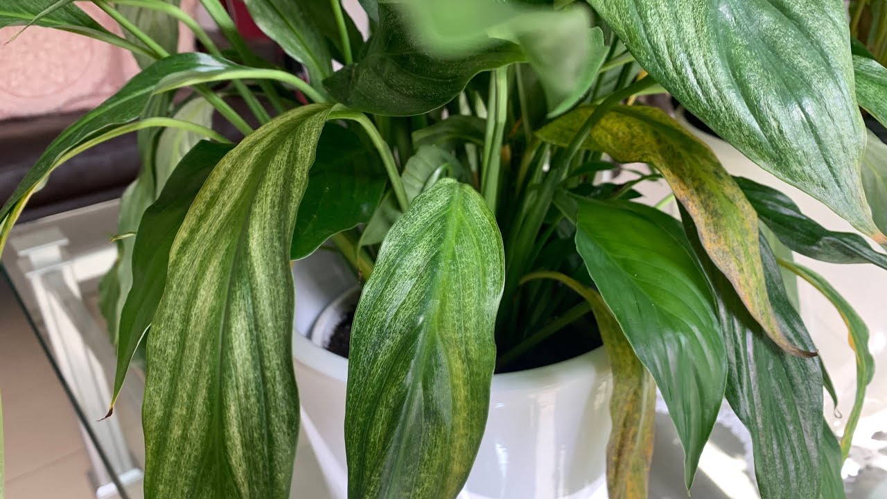 MEU LÍRIO DA PAZ ESTÁ MORRENDO E AGORA ? spathiphyllum - thptnganamst.edu.vn