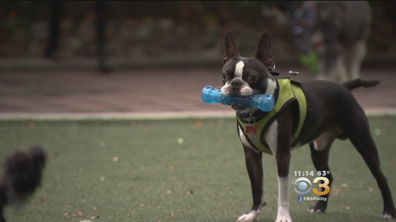 Veterinary Expert Believes Excessive Time On Smartphones Could Make Dogs Depressed