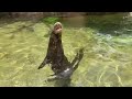 May 26 - Giant River Otters