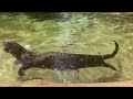 May 26 - Giant River Otters