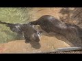 May 26 - Giant River Otters