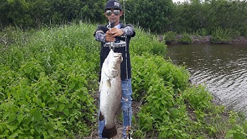 Câu cá Chẽm - Cà Mau #18 - #AJINGTROUT - Cuộc chiến 30 phúc cân não của cần UL và Vược Hugo - phần 1