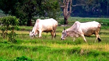 12 Gạo 0 đồng của cô Ba Loan ở Úc về tận nhà bà con xóm nghèo - Núi Tô, Tri Tôn, AG 06/04/2022