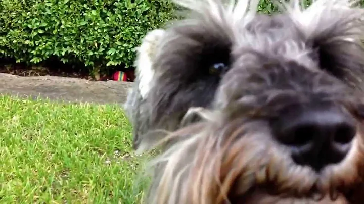 Dogs are awesome LUCY PUGH
