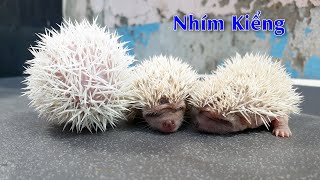 Nhím Kiểng con 17 ngày tuổi mở mắt