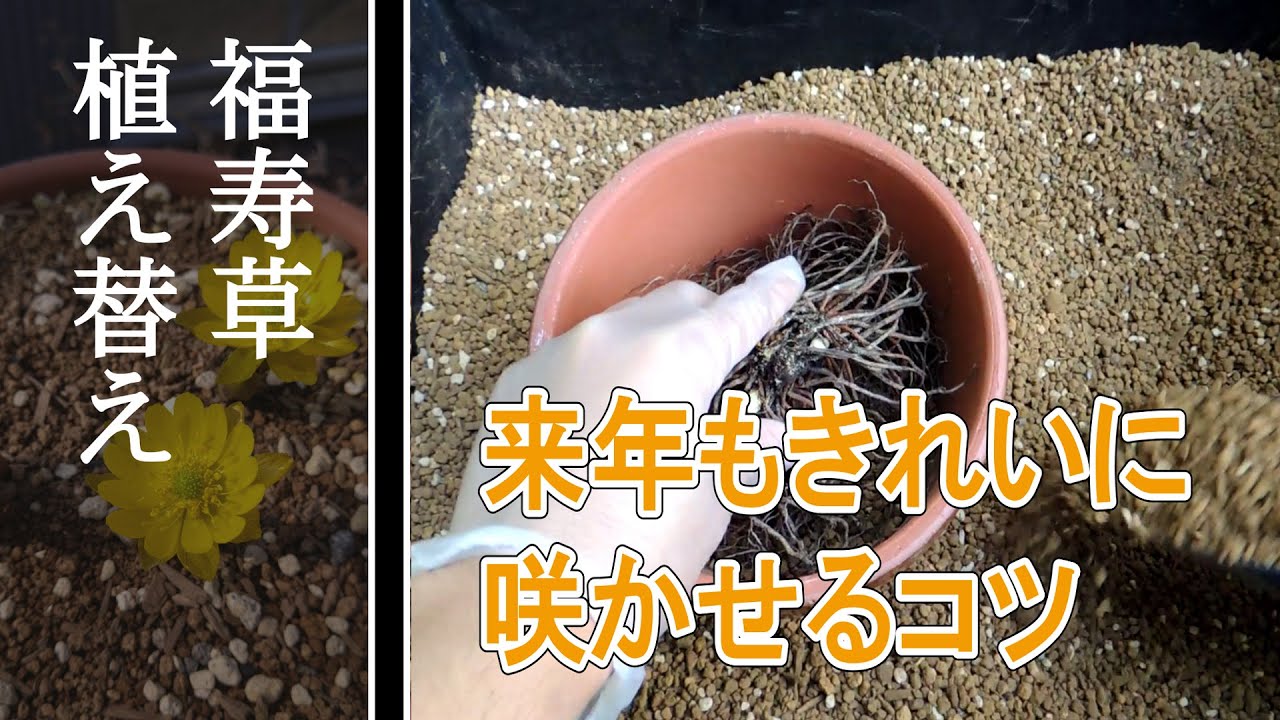 福寿草の植え替えと育て方 Youtube