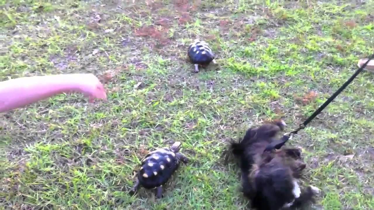Playing with Turtles and a Puppy YouTube