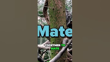 Mysterious and Enchanting: Discover the World of Red Pandas