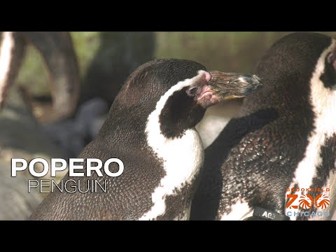 Popero Penguin