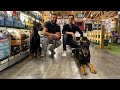 A tour inside the largest and most powerful pet store in Kuwait and I found two local dogs and  mp3