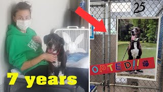 Dog Gets Adopted After Spending Nearly 7 Years At Ohio Shelter by Top Animals Story 465 views 2 years ago 2 minutes, 41 seconds