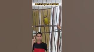 masteran pleci dakun 2024