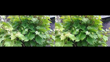 KanDao Qoocam EGO 3D video 60fps_2