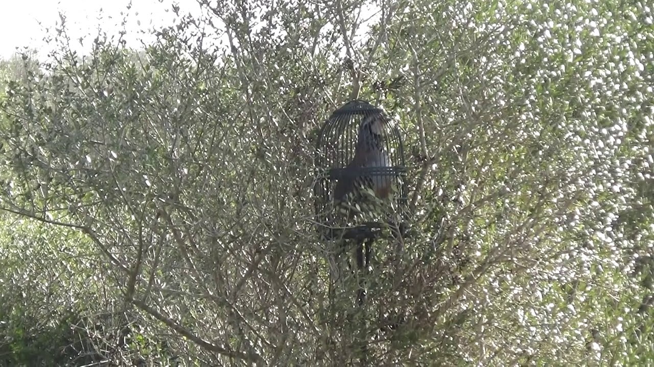 JUANITO. 19-1-21 PUESTO DE SOL Y CAPTURA DE MACHO A LAZOS