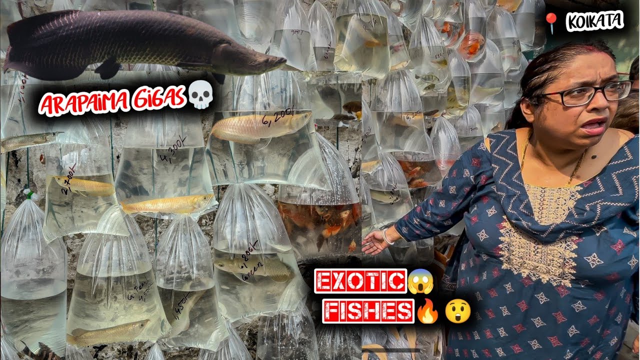 Fish Market | Galiff Street Fish Market Kolkata | Cheap Price | Recent Aquarium Fish Price Update