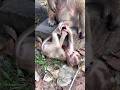 How playful baby Boris IS! 💫💫 #shorts #monkeybaby #wildlife