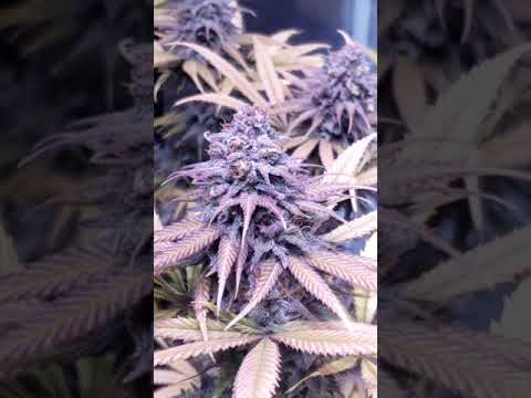 Day 51 of Flowering-Chemdog#4, Fire OG, OG Kush, Mexican Haze, Blueberry Kush