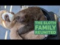 Baby sloth meets father the sloth family is reunited