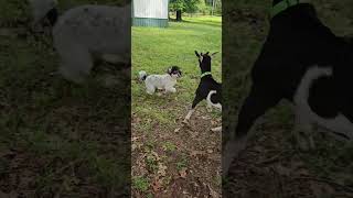 Kokomi playing with her bestie Obi! #puppies #play #goats #kids #puppyplayswithgoats #kokomi #obi