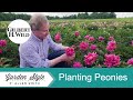 Peonies planting and care tips  garden style 1910