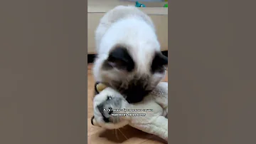 Никогда не поднимай взрослую кошку за шкирку!