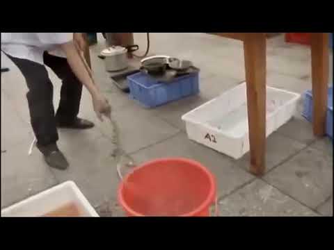 Canlı yılan balığı temizleme yarisi