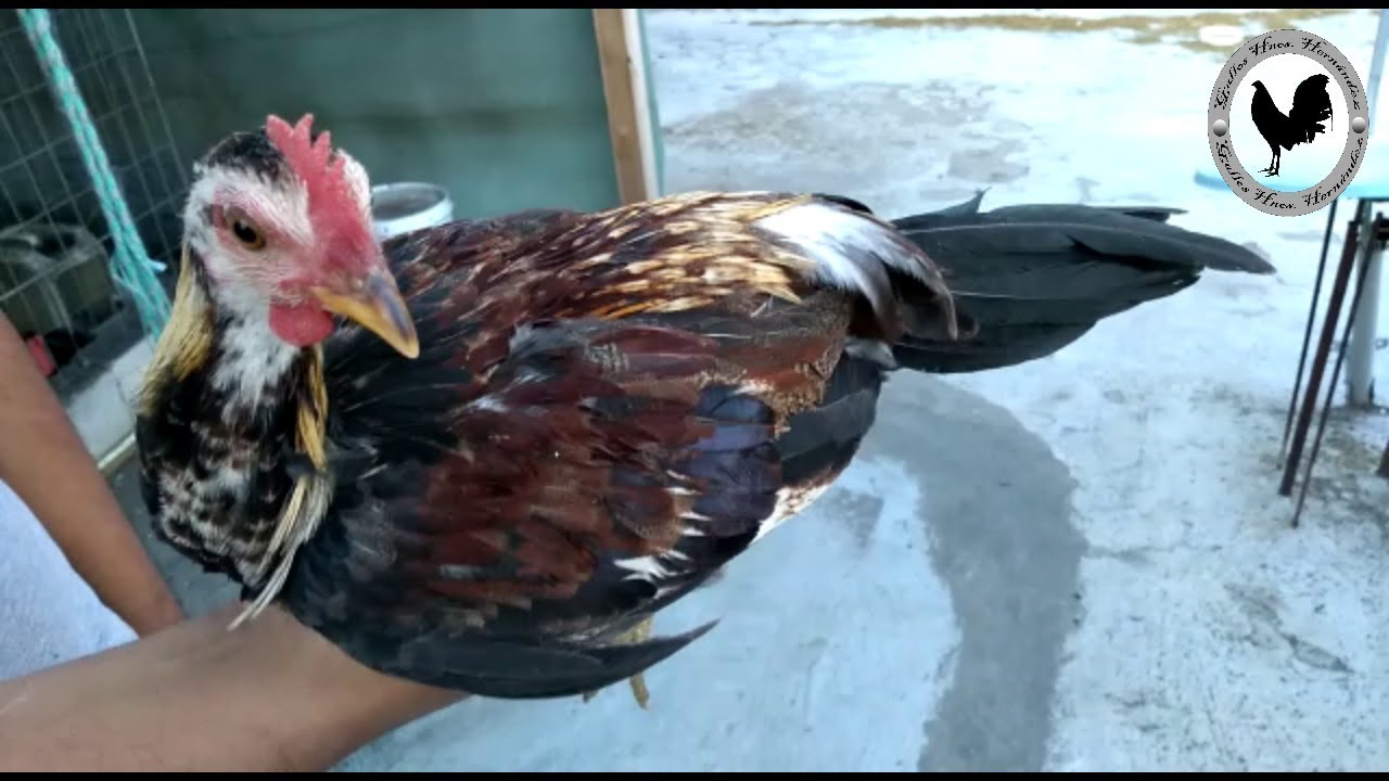 Un Pollo Fino Giro Regular Grey Sweater, Gallos de Buena Calidad "the