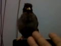 Download video burung jalak bisa bicara salam MP4 3gp HD Video burung jalak bisa bicara salam Mp4