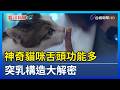 揭密貓舌頭倒刺多功能 堅硬角蛋白舔拭除汙【發現科學】
