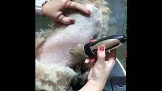 Pet hair clipper | Dog Hair Clipper