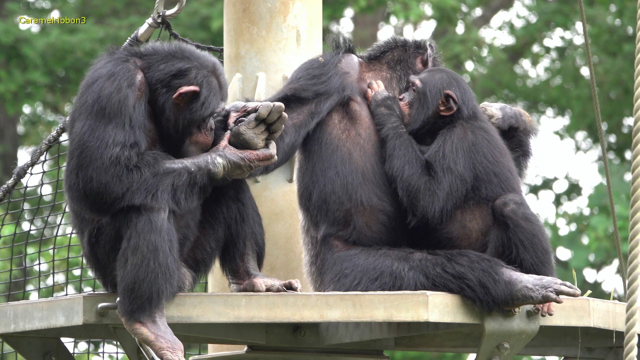 Oct 2019 Tama zoo chimps #6.3