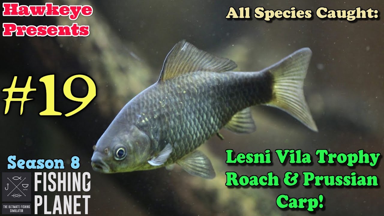 Fishing Planet #19 - S8 - All Species Caught: Lesni Vila Trophy Roach & Prussian Carp!