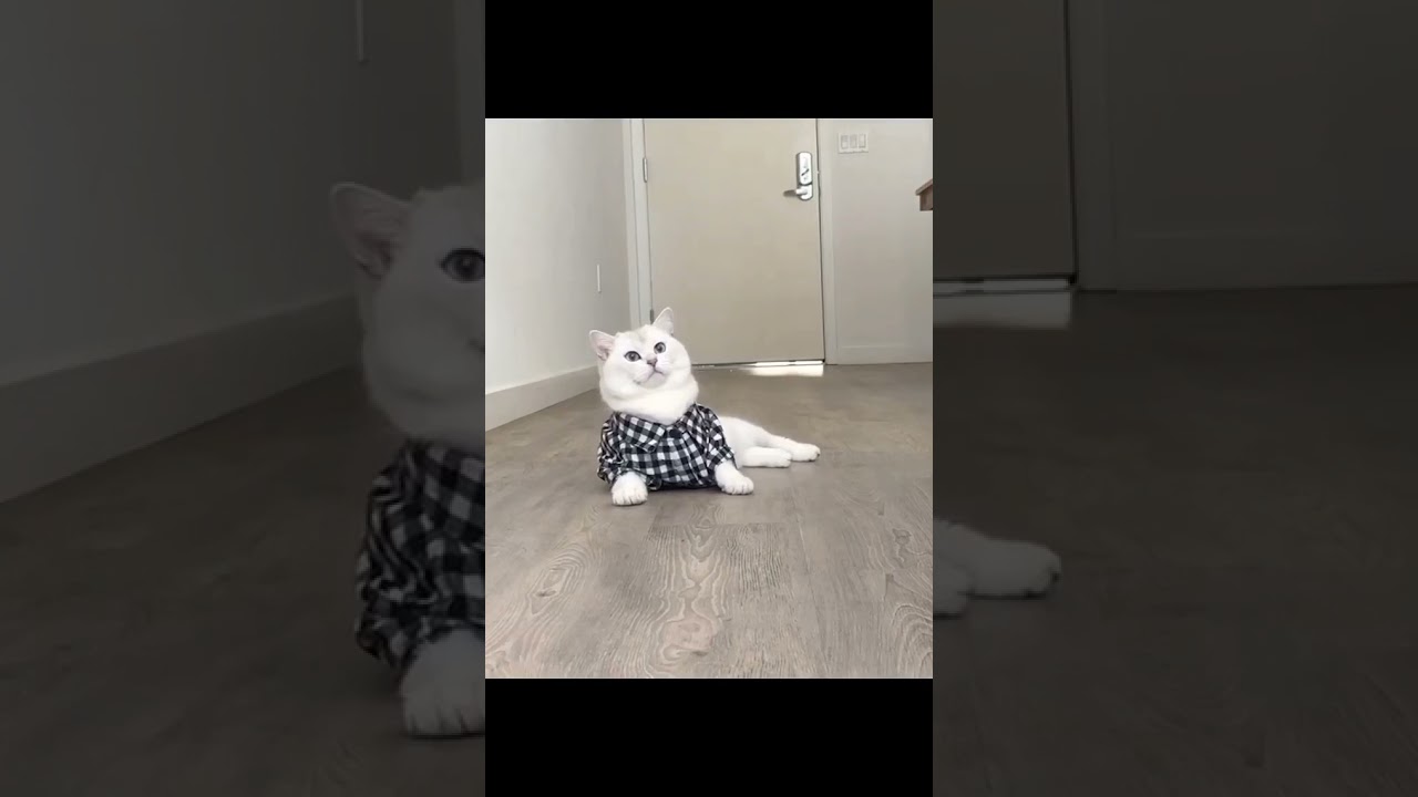 Pussy cat famous cat status cat food TIktok cat baby cat funny cat kittens meowing cat play 