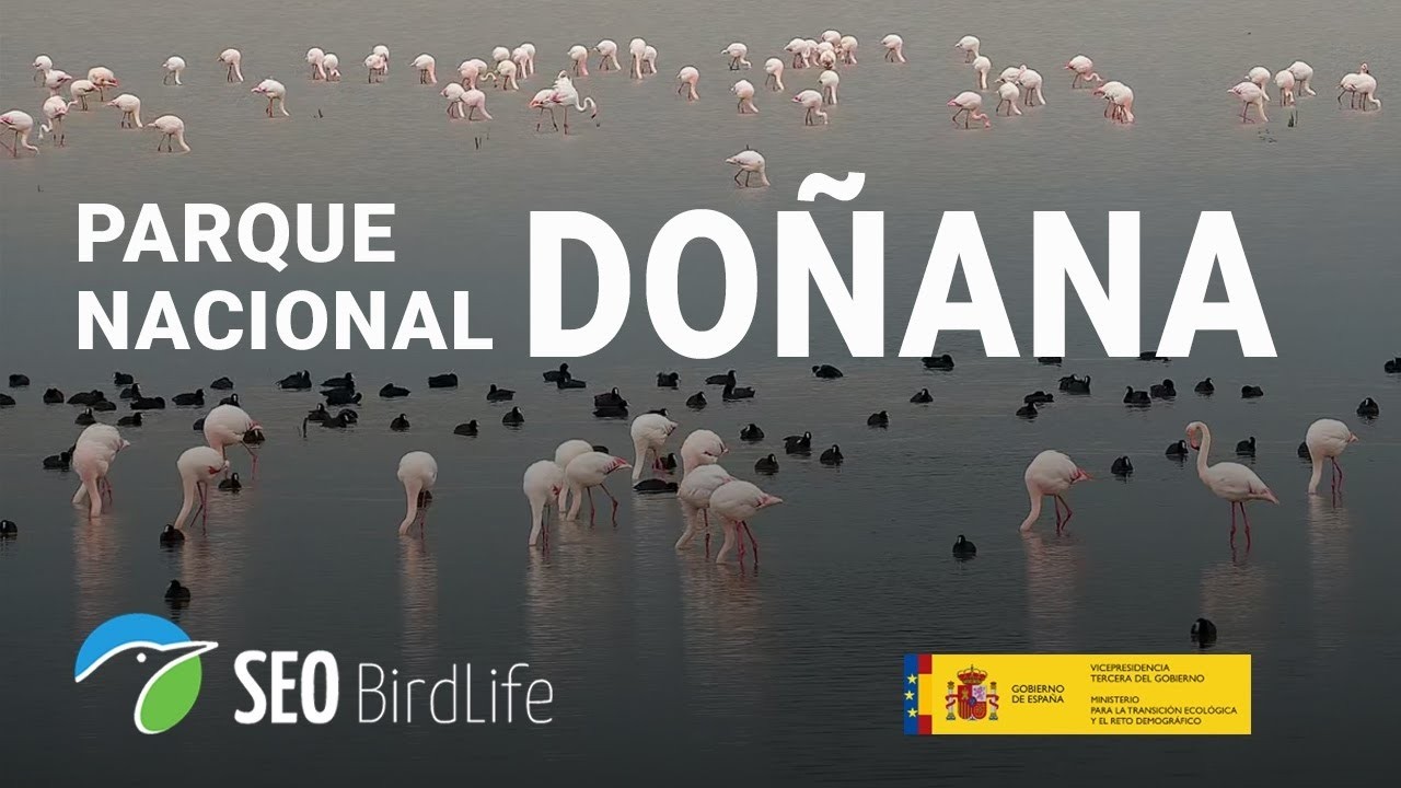Across the Doñana marsh — provider preview