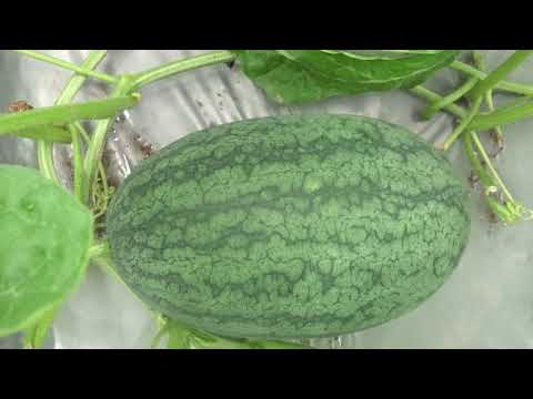 Video Thăm vườn dưa hấu giống Nhật 7 ngày sau đậu quả ở Hải... - youtube