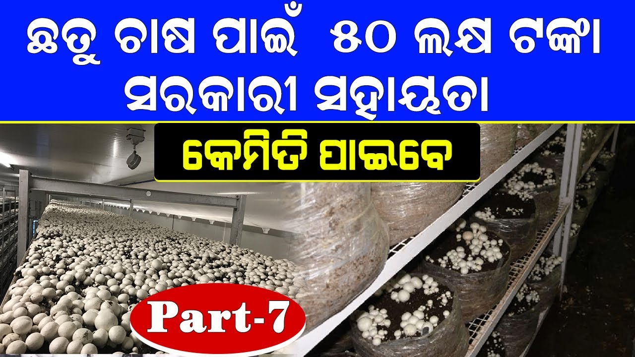 ୫୦ ଲକ୍ଷ ଟଙ୍କାର ସରକାରୀ ସହାୟତା || How to get government subsidy for button mushroom farm. #mushroom