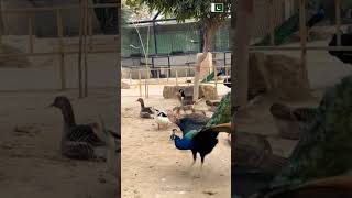 Pakistan, Islamabad Multi Gardens Zoo #islam #muslims #pakistan #islamabad  #MultiGardensZoo #foryou